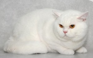 Белые британцы: фото британских белых котов, кошек, котят  